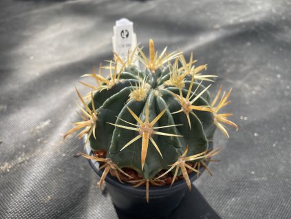 Ferocactus latispinus v.flavispinus GM 348