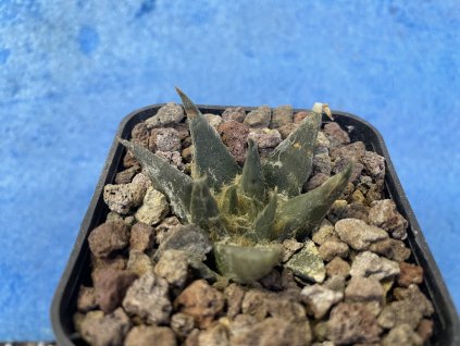 Ariocarphus trigonus elongatus KMR 46