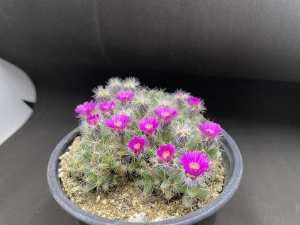 Trichodiadema bulbosum