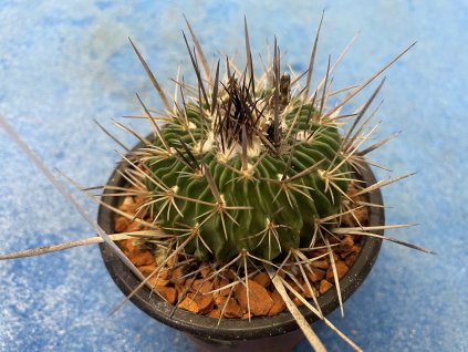 Echinofossulocactus hastatus