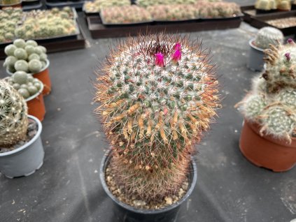 Mammillaria rhodanta
