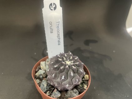 Thelocephala oculta
