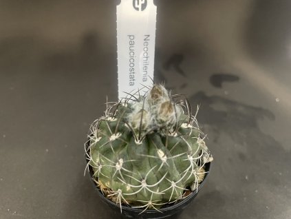 Neoporteria paucicostata