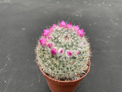 Mammillaria hahniana woodsii