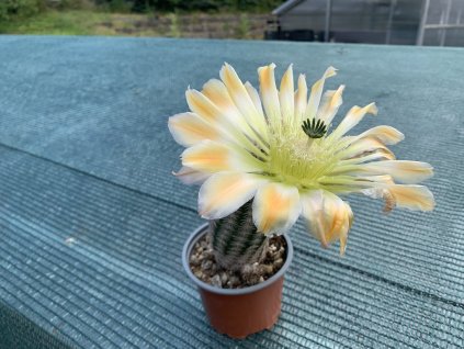 Echinocereus dasiacanthus SB 125