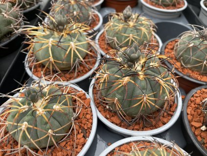 Gymnocallicium spegazini