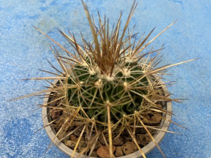 Echinofossulocactus crispatus