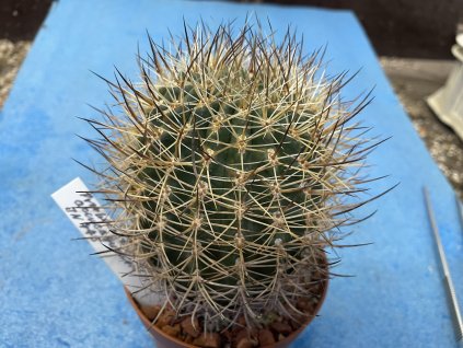 Pyrhocactus aconcagoensis JN 775