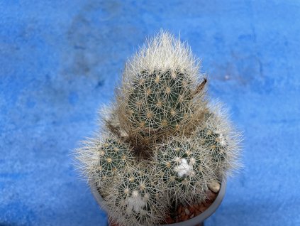 Escobaria roseana SB 277