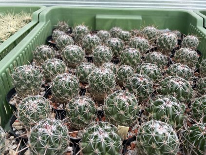 Thelocactus aurantiacus