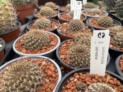 Sulcorebutia caineana L 314