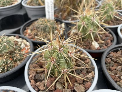 Echinocereus brandegei