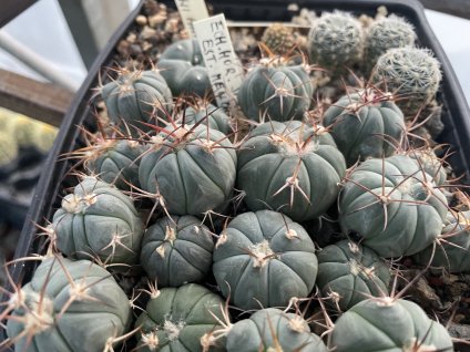 Echinocactus horizontalonius Cruces El Rosario