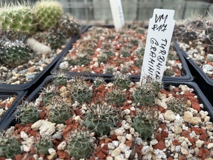 Turbinicarphus graminispinus VM 817