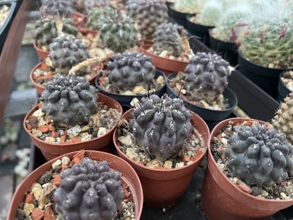 Neochilenia pulchela