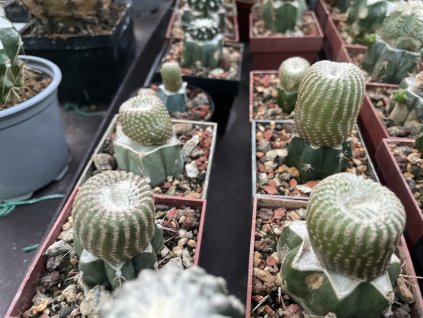 Yavia cryptocarpha