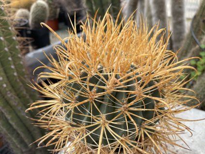 Ferocactus chrysacanthus