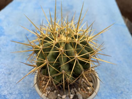 Ferocactus repenhageni