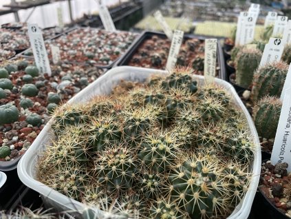 Ferocactus acanthodes BKLM 1004