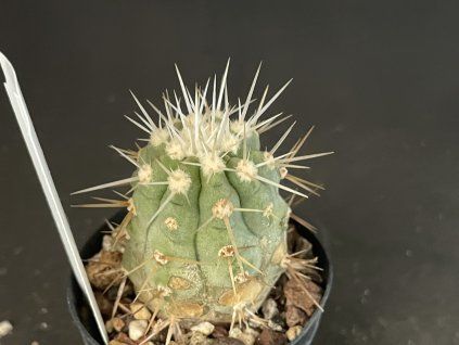Copiapoa cinerea v.albispina JN 865