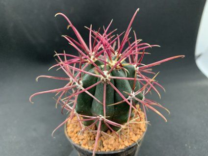 Ferocactus acanthodes