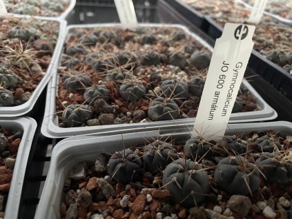 Gymnocalycium armatum JO 600 Rio Taraja