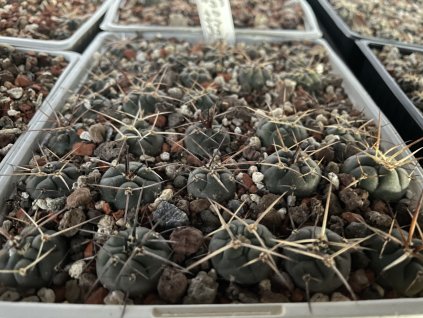 Gymnocalycium armatum MS 1482