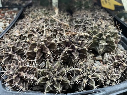 Gymnocalycium mihanovichi v.stenogonum P 242