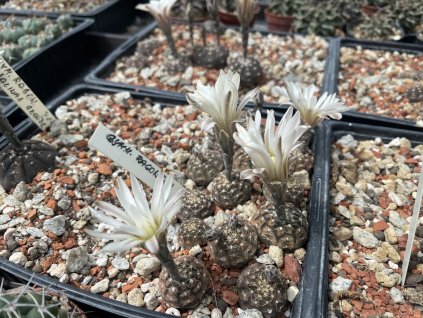 8777E95E 0141 4A9D ABAD 0BF6CACF2D92