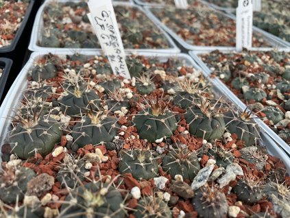 Gymnocalycium spegazinii