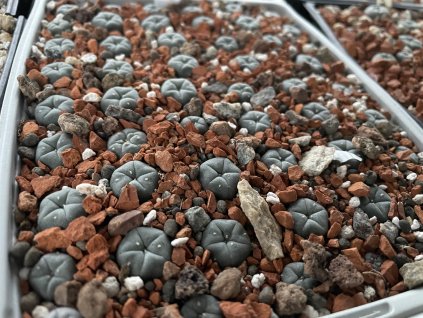 Lophophora Friči,La Pe VM 521