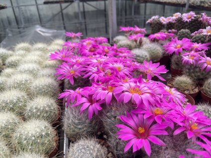 Mammillaria guelzoviana robustior
