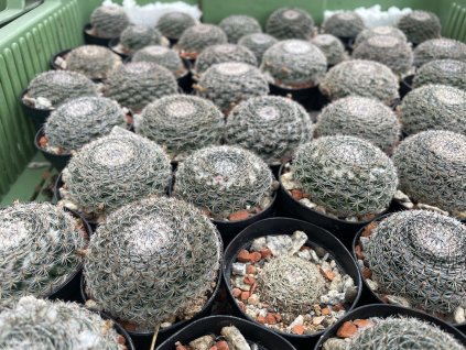 Mamillaria kunthii