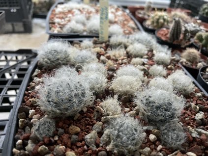 Mammillaria aureilanata