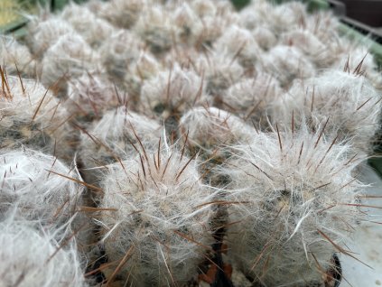 Oreocereus trollii