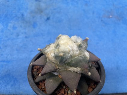 Ariocarpus furfuraceus