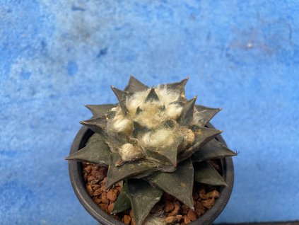 Ariocarpus trigonus PP 1245