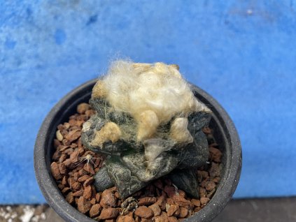 Ariocarpus fisuratus