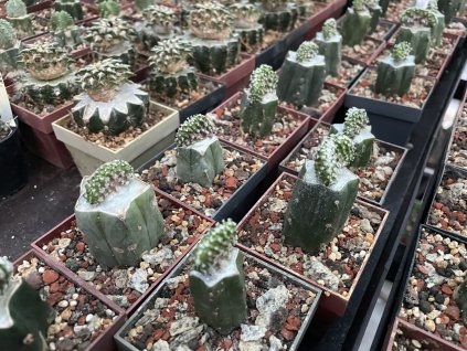 Mammillaria theresae f.cristata