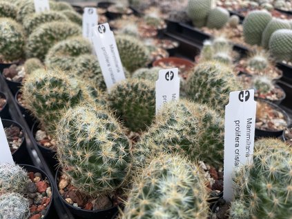Mammillaria prolifera cristata