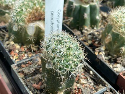 Coryphantha pseudonickelsae cristata