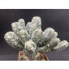Astrophytum myriostigma cv. Hubuki