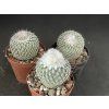 Epithelantha unguispina