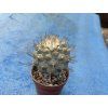 Strombocactus disciformis