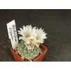 Strombocactus disciformis Viazion