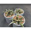 Ariocarphus agavoides RM 64