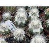 Copiapoa krainziana JN 1309