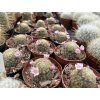 Mammillaria giselae MZ 1438