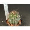 Copiapoa taltalensis HNS 219