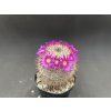 Mammillaria hageana